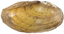 Cambarunio iris male outer