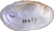 Cambarunio jonesii female inner