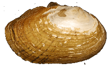 Cambarunio jonesii female outer