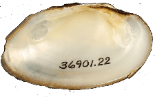 Cambarunio jonesii male inner 