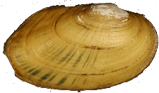 Cambarunio jonesii male outer
