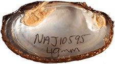 Cambarunio nebulosus female inner
