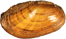 Cambarunio nebulosus female outer