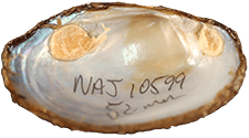 Cambarunio nebulosus male inner 