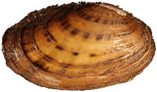 Cambarunio nebulosus male outer