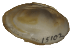 Cambarunio simus female inner