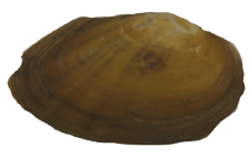 Cambarunio simus female outer