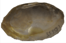 Cambarunio simus male inner 
