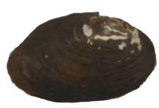 Cambarunio simus male outer
