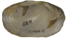 Cambarunio taeniatus female inner