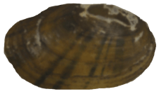 Cambarunio taeniatus female outer