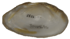 Cambarunio taeniatus male inner 