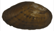 Cambarunio taeniatus male outer