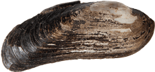 Cumberlandia monodonta