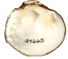 Cyclonaias asperata