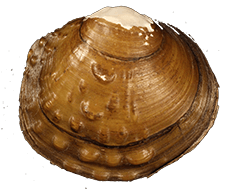 Cyclonaias asperata
