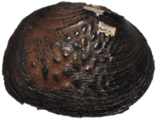 Cyclonaias infucata