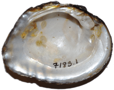Cyclonaias kieneriana