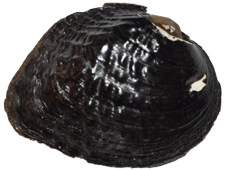 Cyclonaias kieneriana