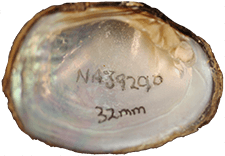 Cyclonaias kleiniana