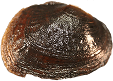 Cyclonaias kleiniana