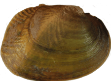 Cyclonaias necki