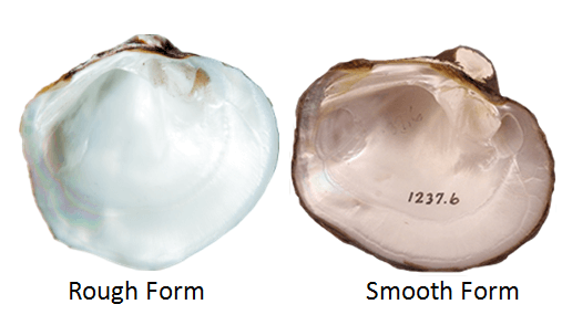 Cyclonaias nodulata
