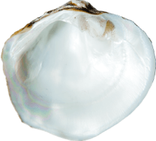 Cyclonaias_nodulata_rough