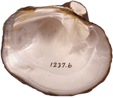 Cyclonaias_nodulata_smooth