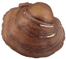 Cyclonaias_nodulata_smooth