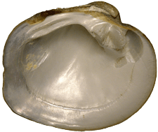 Cyclonaias petrina
