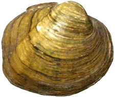 Cyclonaias petrina