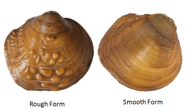 Cyclonaias pustulosa