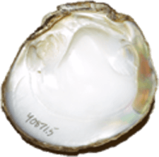 Cyclonaias_pustulosa_rough