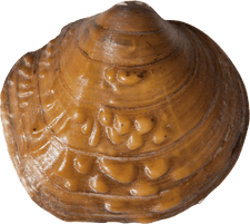 Cyclonaias_pustulosa_rough