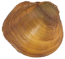 Cyclonaias_pustulosa_smooth