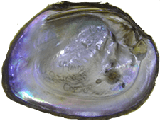 Cyclonaias succissa