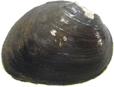Cyclonaias succissa