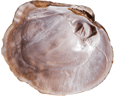 Cyclonaias tuberculata