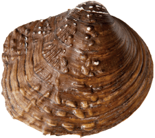 Cyclonaias tuberculata