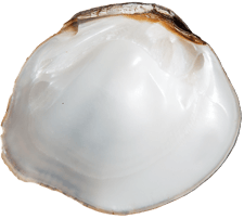 Cyprogenia aberti