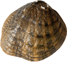 Cyprogenia aberti
