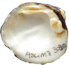 Cyprogenia stegaria