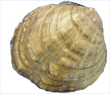 Cyprogenia stegaria