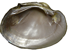 Cyrtonaias tampicoensis