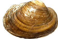 Cyrtonaias tampicoensis