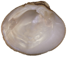 Dromus dromas