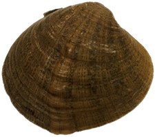 Dromus dromas