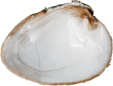 Ellipsaria lineolata