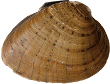 Ellipsaria lineolata